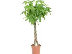 Rasierpinselbaum Höhe ca. 180 - 190 cm Topf-Ø 30 cm Pachira aquatica