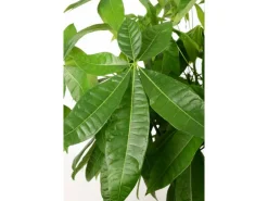 Rasierpinselbaum Höhe ca. 180 - 190 cm Topf-Ø 30 cm Pachira aquatica