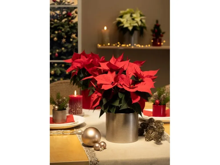 Scheurich Blumentopf Keramik Ø 19 cm x 17,7 cm Magic Gold Volumen 3,95 l