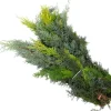 Schnittgrün Koniferen Mischgrün 1,5 kg Bund