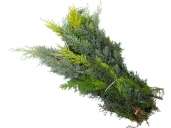Schnittgrün Koniferen Mischgrün 1,5 kg Bund