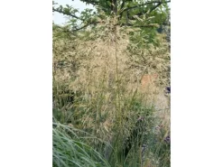 Stipa Gigantea Riesen-Federgras Ca. 11x11 cm Topf Dekorativ