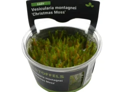 Stoffels Aquariumpflanze Vesicularia montagnei "Christmas Moos"