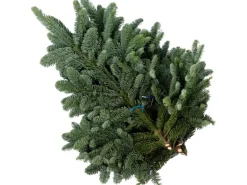 Tannenzweige Edeltanne 2,5 kg  Bund Nobilis