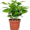 Value Greens Coffea Arabica  Exotische Kaffeepflanze für dein Zuhause  ca. 15 cm Hoch  Topf-Ø 9 cm