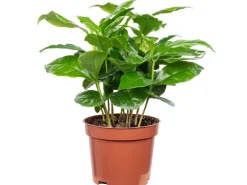 Value Greens Coffea Arabica  Exotische Kaffeepflanze für dein Zuhause  ca. 15 cm Hoch  Topf-Ø 9 cm