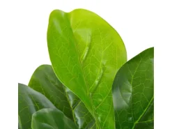 vidaXL Künstliche Pflanze Geigen-Feige mit Topf Grün 90 cm