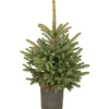 Weihnachtsbaum Echte Blaufichte im Topf Höhe ca. 100 cm -125 cm