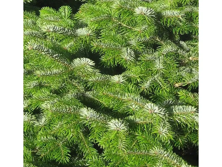 Weihnachtsbaum Echte Nordmanntanne 150 - 175 cm hoch gesägt