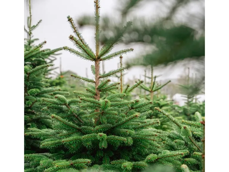 Weihnachtsbaum Echte Nordmanntanne 150 - 175 cm hoch gesägt