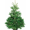 Weihnachtsbaum Echte Nordmanntanne 125 - 150 cm hoch gesägt