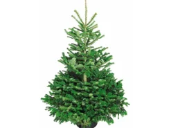 Weihnachtsbaum Echte Nordmanntanne 125 - 150 cm hoch gesägt