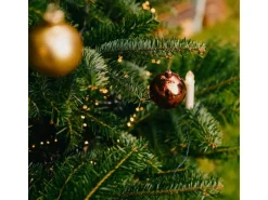 Weihnachtsbaum Echte Nordmanntanne 125 - 150 cm hoch gesägt