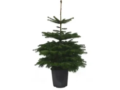 Weihnachtsbaum Echte Nordmanntanne 100 cm - 125 cm getopft
