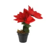 Weihnachtsblume in Schwarzer Topf 24 x 13 x 17 cm Rot