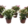 Weihnachtskaktus verschiedene Farben Topf-Ø ca. 11,5 cm Schlumbergera