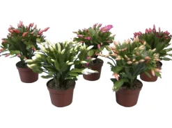 Weihnachtskaktus verschiedene Farben Topf-Ø ca. 11,5 cm Schlumbergera