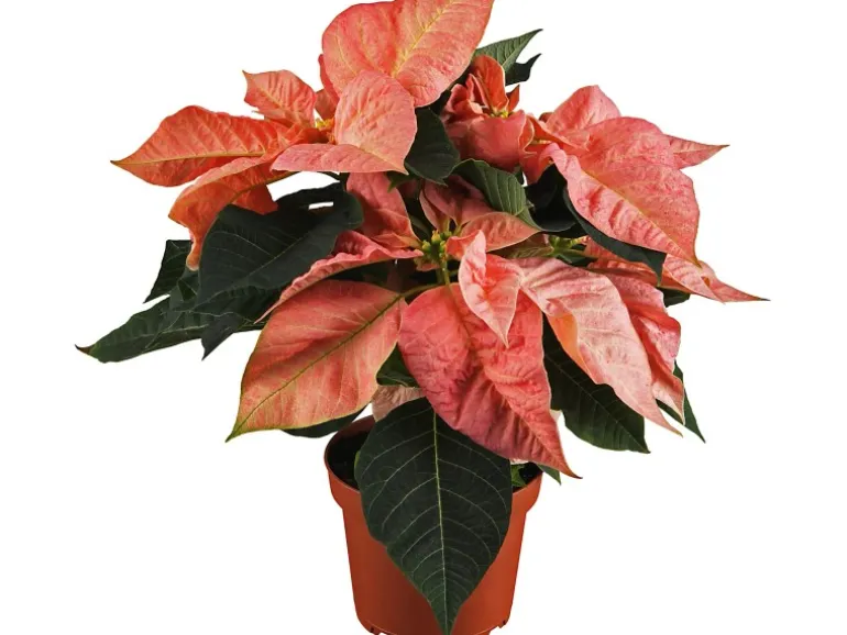 Weihnachtsstern Bunt Topf-Ø ca. 11 cm Euphorbia
