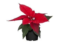 Weihnachtsstern Rot Höhe ca. 15 - 20 cm Topf-Ø ca. 9 cm Euphorbia pulcherrima